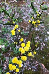 Acacia verniciflua