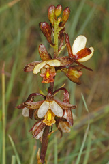 Eulophia tenella