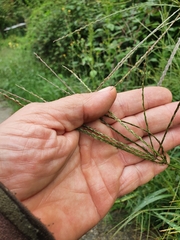Digitaria sanguinalis