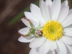 Australomisidia rosea