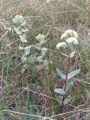 Hylotelephium maximum ruprechtii