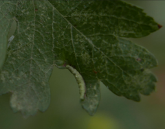 Phyllocoptes goniothorax