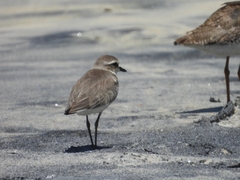 Charadrius mongolus