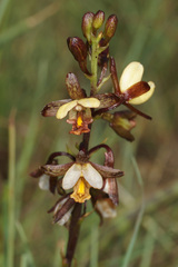 Eulophia tenella