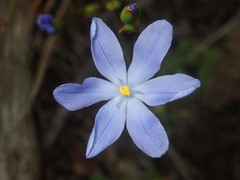 Orthrosanthus polystachyus