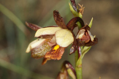 Eulophia tenella