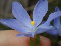 Orthrosanthus polystachyus