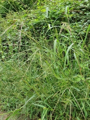 Digitaria sanguinalis
