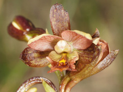 Eulophia tenella
