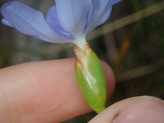 Orthrosanthus polystachyus