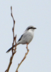 Lanius excubitor