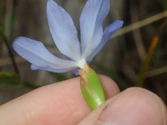 Orthrosanthus polystachyus