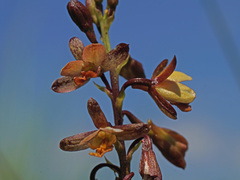 Eulophia tenella
