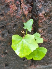 Coccinia grandis