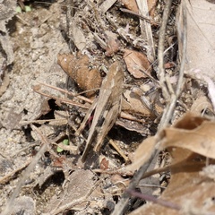 Aiolopus strepens