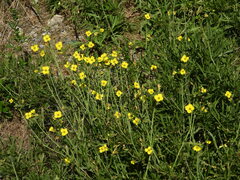 Diplotaxis tenuifolia