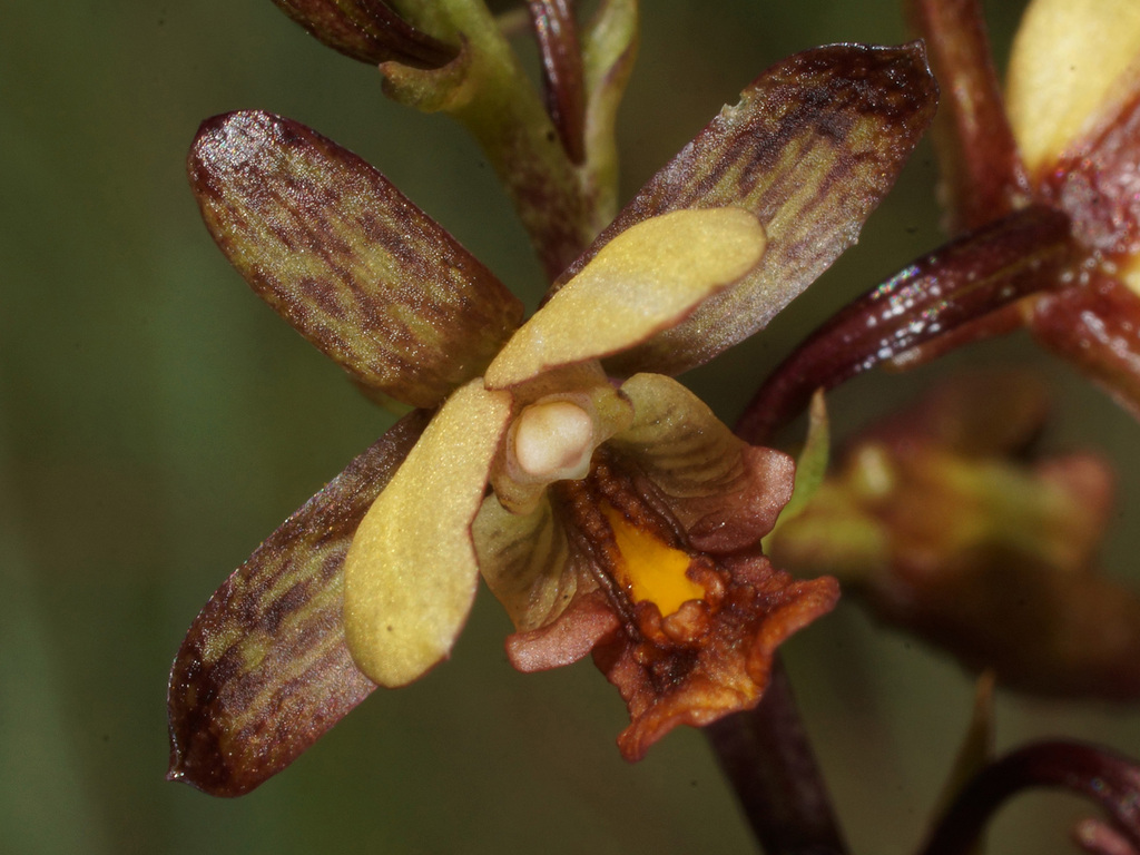 Thicket Harlequin