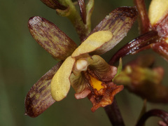 Eulophia tenella