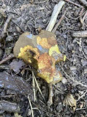 Neoboletus luridiformis