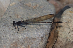 Argia lugens