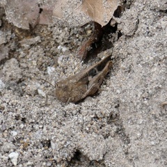 Aiolopus strepens