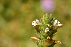 Euphrasia hirtella