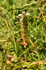 Euphrasia hirtella
