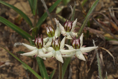 Asclepias gibba