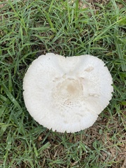 Leucoagaricus leucothites