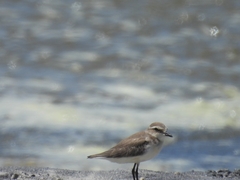 Charadrius mongolus