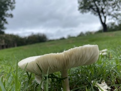 Leucoagaricus leucothites