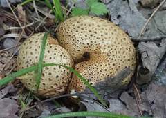 Scleroderma citrinum