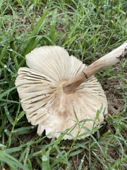 Leucoagaricus leucothites