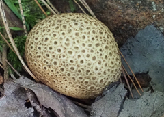 Scleroderma citrinum