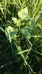 Xanthium orientale