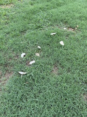 Leucoagaricus leucothites