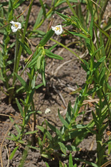 Mimulus gracilis