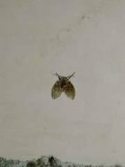 Clogmia albipunctata