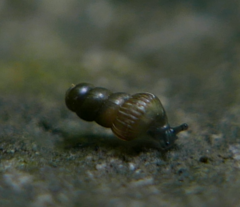 Clausiliidae