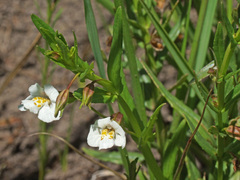Mimulus gracilis