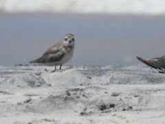 Charadrius mongolus