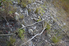 Eriachne pallescens