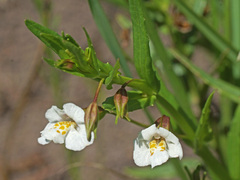 Mimulus gracilis