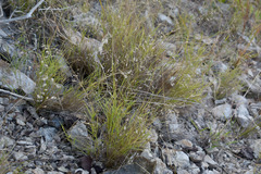 Eriachne pallescens