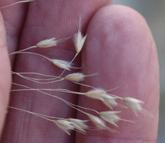 Eriachne pallescens