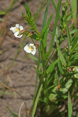 Mimulus gracilis