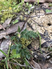 Acrotriche prostrata