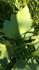 Xanthium orientale