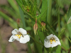 Mimulus gracilis