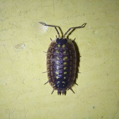 Porcellio spinicornis